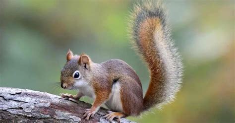 Do I Need a License for an Electric Bike? And Why Do Squirrels Always Cross the Road at the Wrong Time?