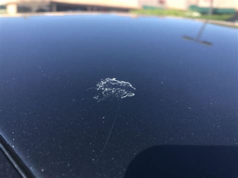 Does Bird Poop Ruin Car Paint? And Why Do Birds Always Aim for My Windshield?