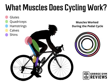 What Muscles Does Riding a Bike Work: A Journey Through the Pedals of Fitness