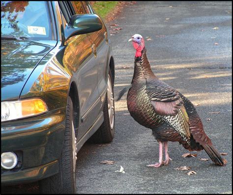 What Side of a Car is the Right Side, and Why Do Bananas Dream of Electric Sheep?